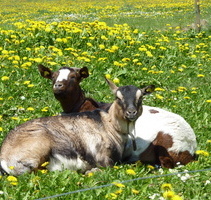 Ziegen - Brigitt und Jenny