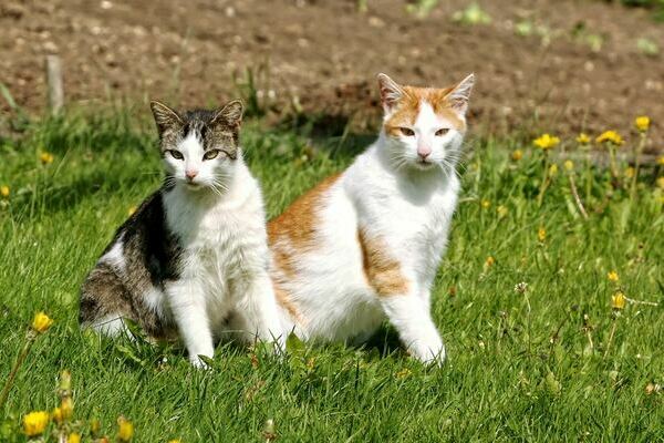 Katzen des Oberh�fenhof im Schwarzwald