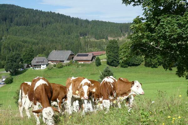 K�lber auf dem Oberh�fenhof im Schwarzwald