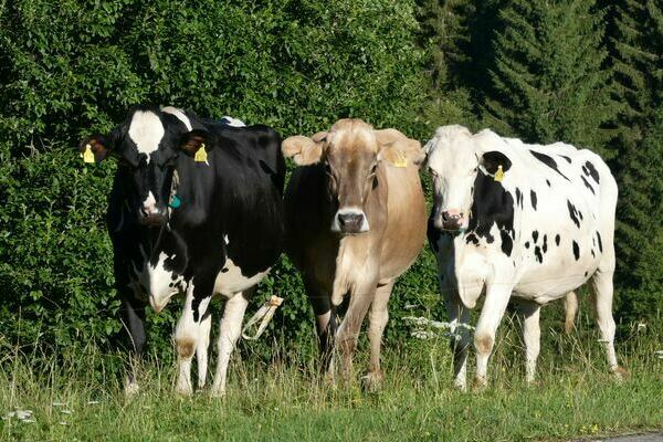 Milchk�he auf der Weide des Oberh�fenhof im Jostal im Schwarzwald