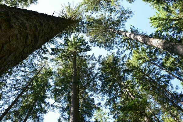 Wald und Holzverarbeitung des Oberh�fenhof im Jostal bei Titisee-Neustadt im Schwarzwald