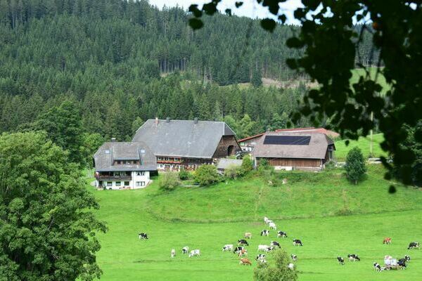 Der Oberh�fenhof im Schwarzwald - Ferien auf dem Bauernhof